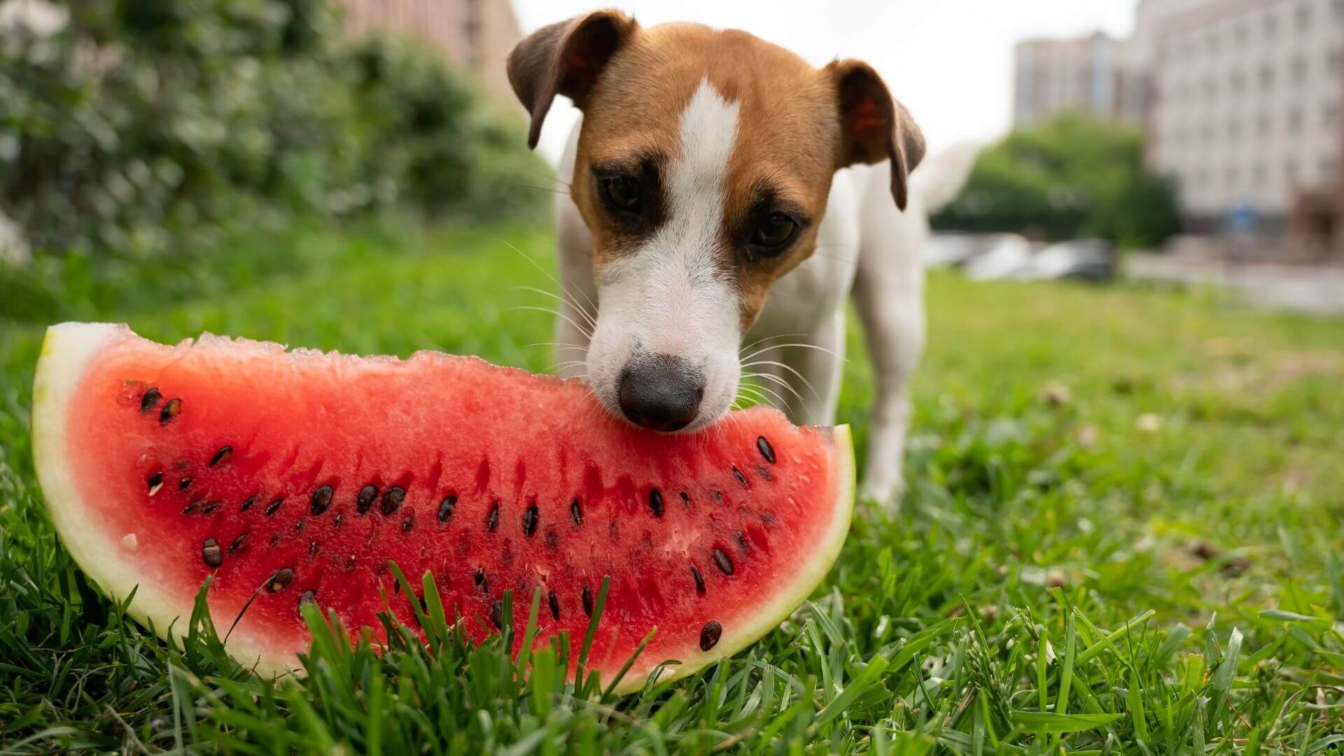 Watermelon Energize Up Dogs